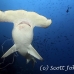shark_hammerhead_scalloped_mo_ci_h_0244_cos4200.jpg